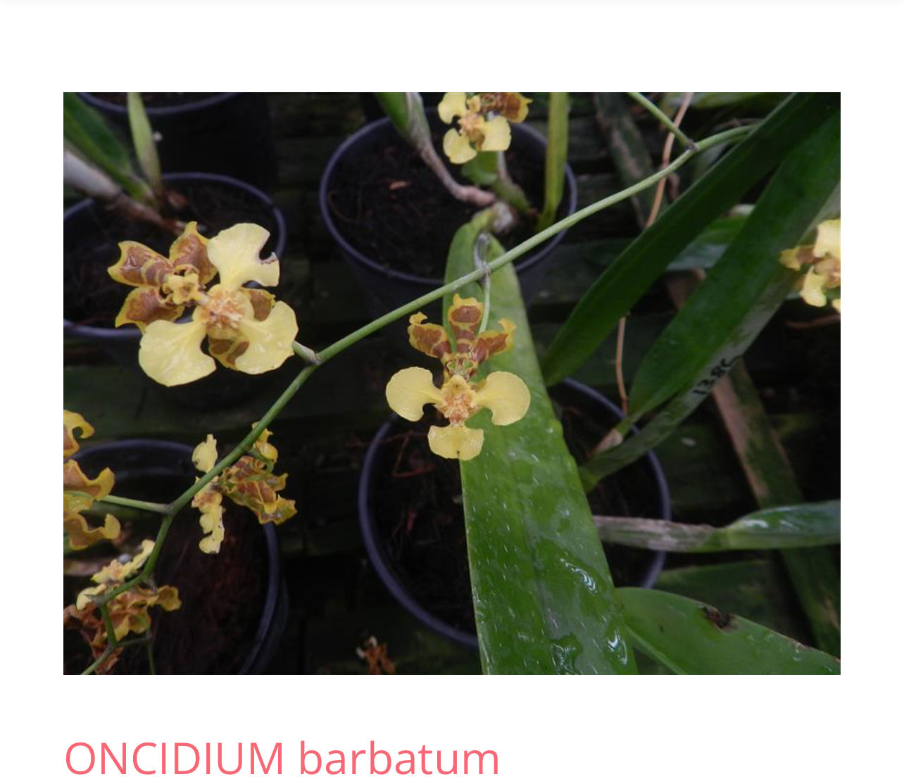 Oncidium barbatum