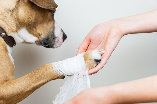 Hands applying bandage on a wounded body part of a dog