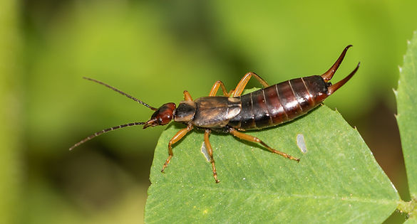 Close-up image of an earwig on a green leaf