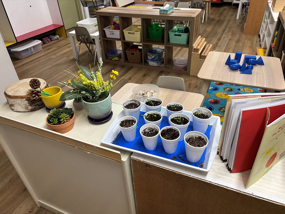 A classroom featuring a table adorned with plants and books