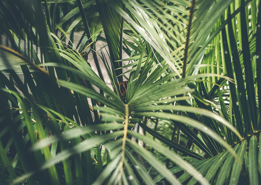 magnétisme soins distance énergétique valérie chevrier