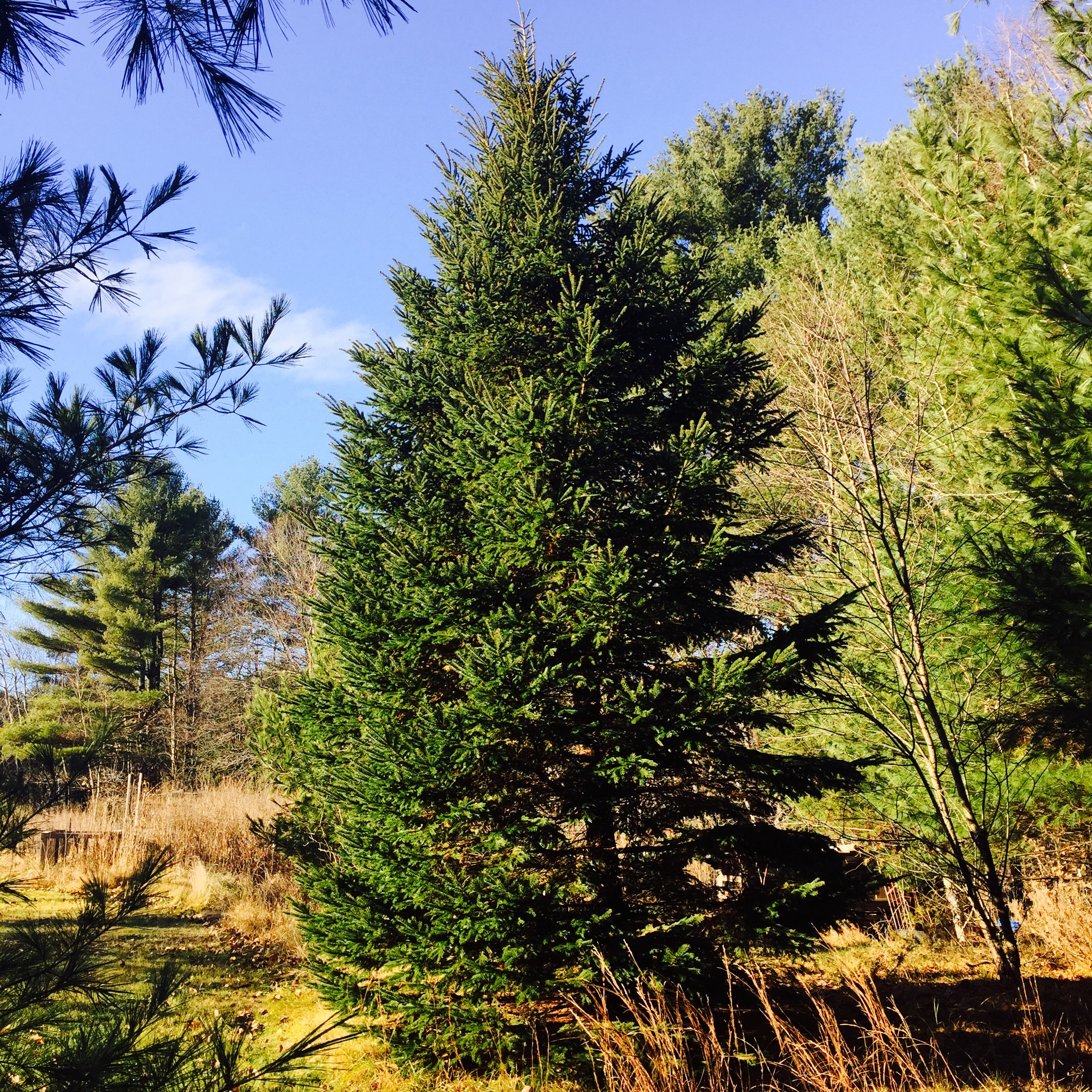Celebration Tree Farm Organic Christmas Trees Durham, Maine