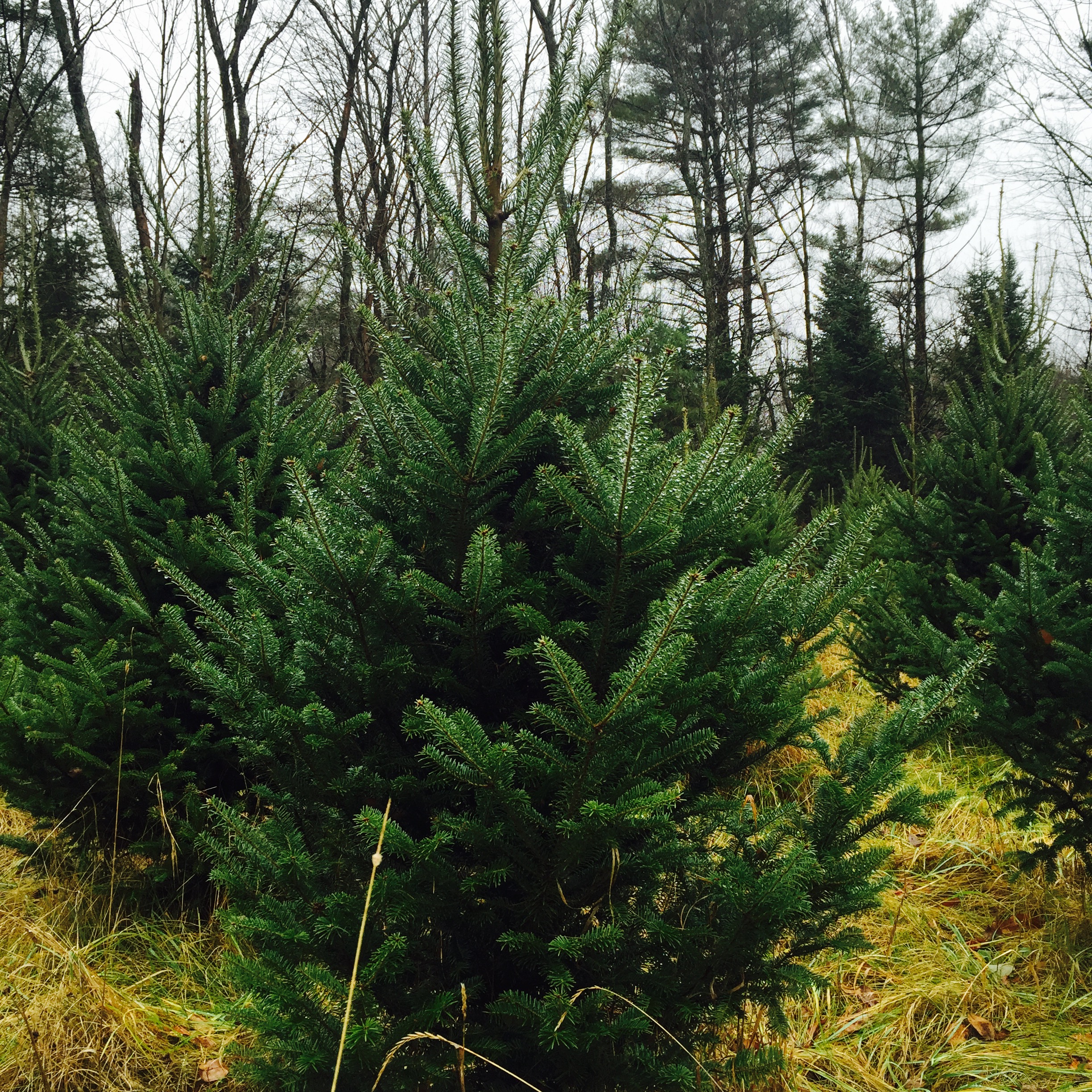 Celebration Tree Farm Organic Christmas Trees Durham, Maine