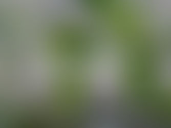 Blossoming Into a New Brand