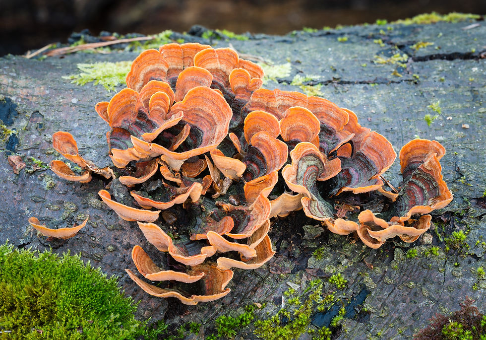 False_turkey-tail_-_Stereum_hirsutum_-_02.jpg