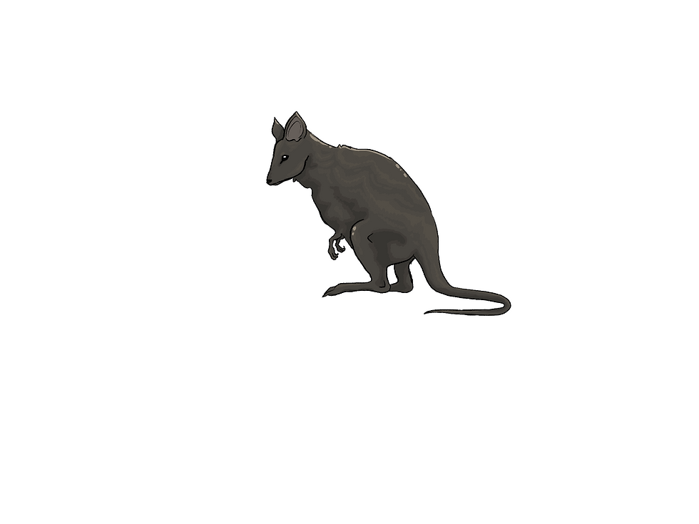 Pademelon_Animation_Test (1).PNG