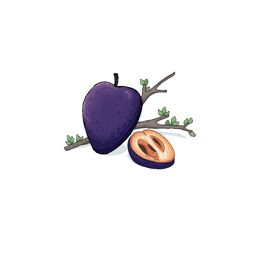 Black_Apple_(pouteria_australis).PNG