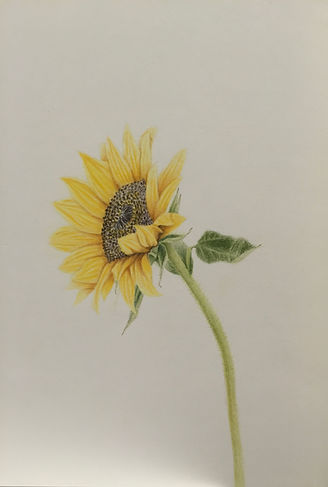 sunflower.jpeg