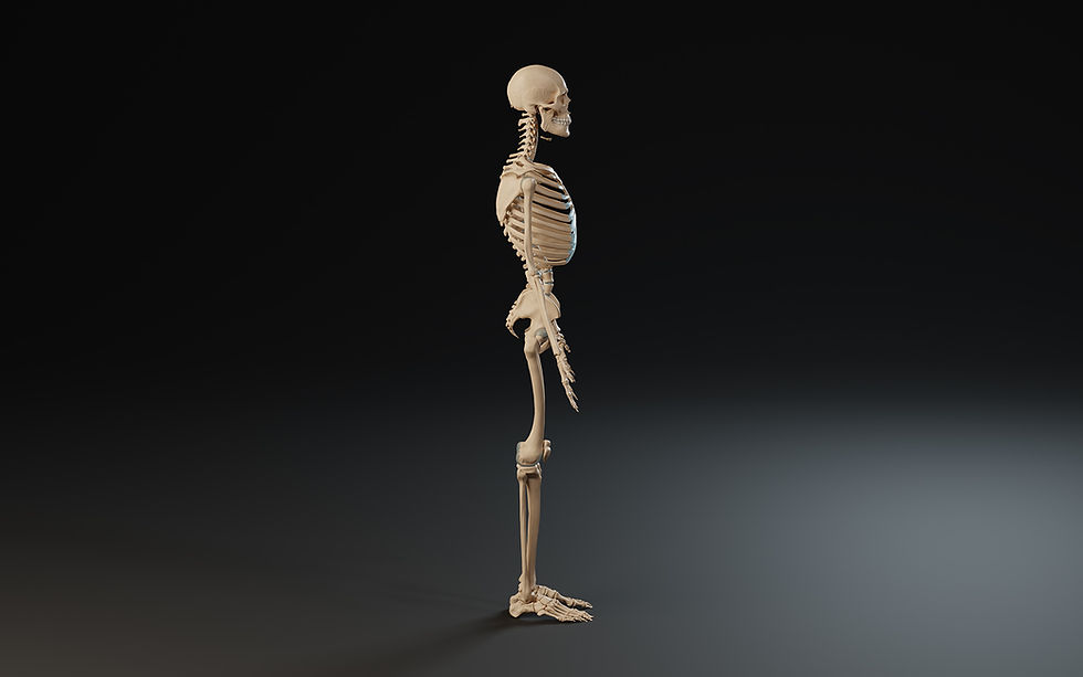 Thumbnail: 3D Anatomy Skeleton + IMMs and Simplified Base for Artists
