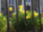 IMG_Daffy's outside church.JPG