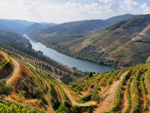 Steep terraced vineyards in Portugal's Douro Valley, illustrating psychological safety vs comfort in leadership.