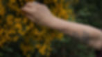 Gorse.jpg