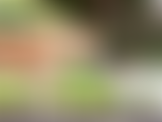 La socialisation du chien