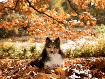 Un automne sans danger avec votre chien