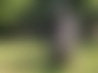 Journée internationale du volontariat