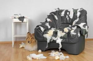 Les chiens qui détruisent