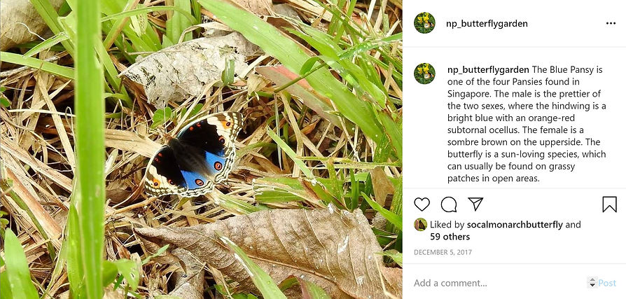 blue pansy.JPG