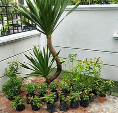 WhatsApp Image 2020-04-12 at 23.24.24.jp