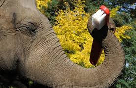 Elephant's toothpaste