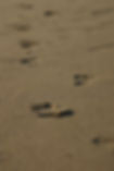 footprints sand.jpg
