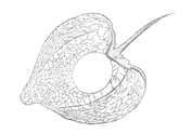 Chinese Lantern Seed D.png