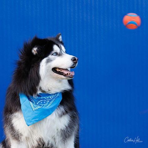 CynthiaHall_Indie1-2.jpg