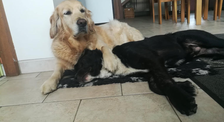 Pension canine 14 Caen calvados Cahagnes