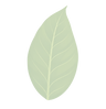 leaf1