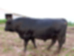 Black Angus Bulls For Sale