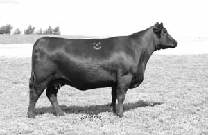 B/R Beauty 789