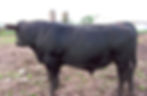 Black Angus Bulls For Sale