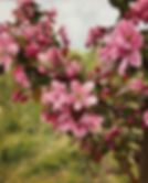 Blossoms in North Hibbing Oil Painting