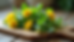 Eye-level view of fresh dandelion greens on a wooden cutting board