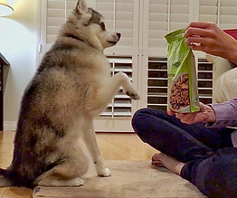 Luna, a gluten detection service dog, is sitting with a raised paw, indicating the presence of gluten in a package of granola that is marked gluten-free.