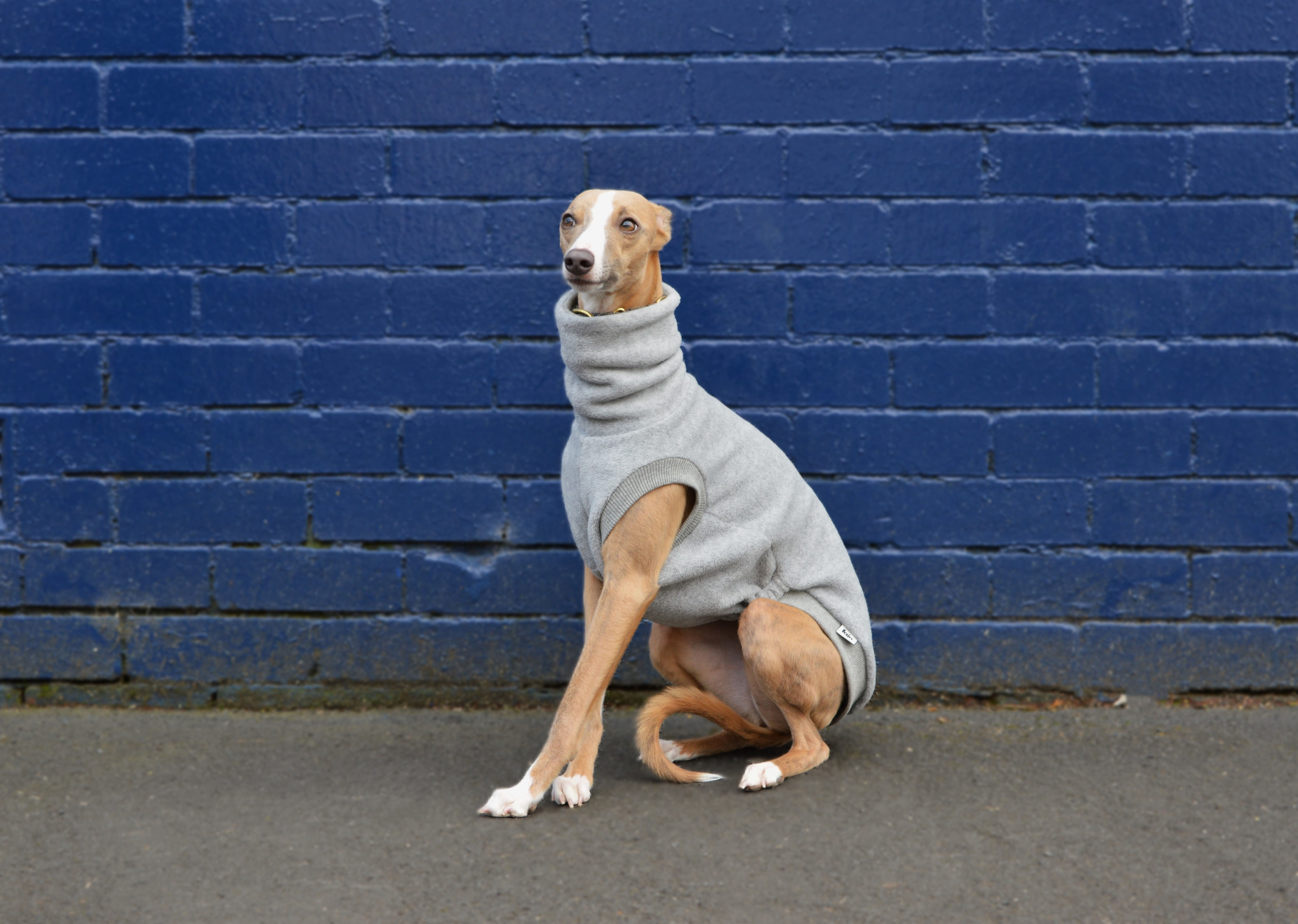 whippet in a grey dog jumper