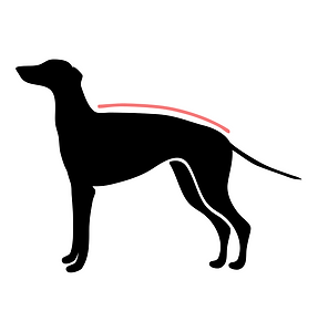 A black sighthound cartoon with a tape above its back to suggest how to measure its back