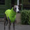 Thumbnail: Neon Green Sleeveless Fleece