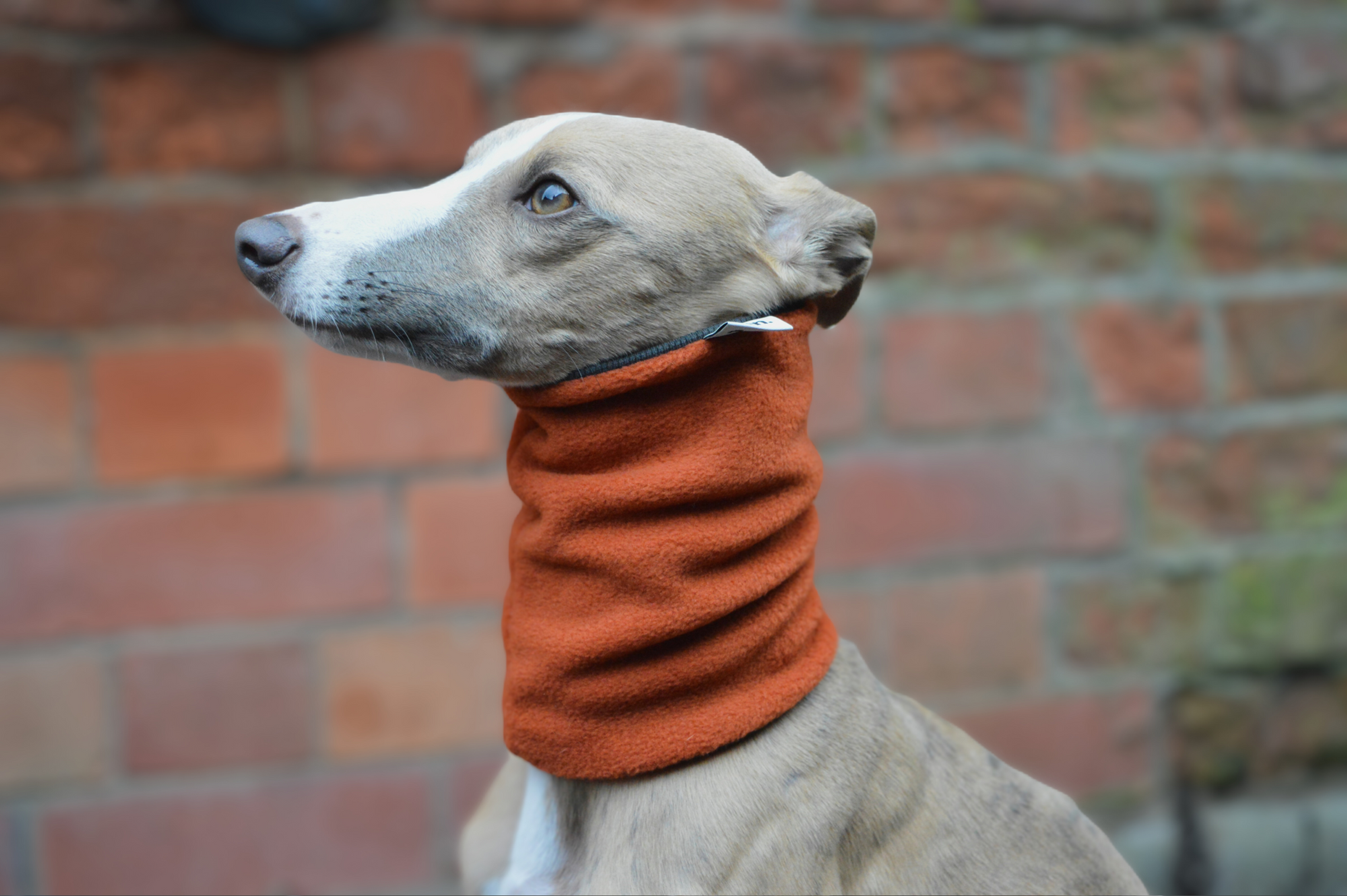 Burnt Orange Snood