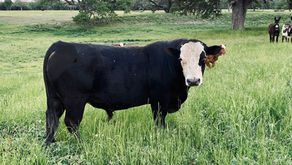 Prime Beef In Stock!!