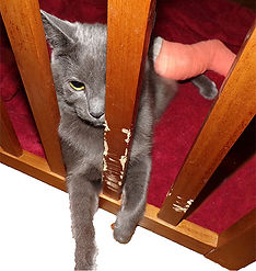 Rating - Wretched!.jpg