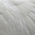 close_up_detail_of_white_dove__Nano_Banana_Pro_85034_edited.jpg