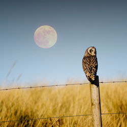 'Owling...
