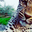 Writer: Brent (The Rugged Jaguar)