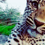 Writer: Brent (The Rugged Jaguar)