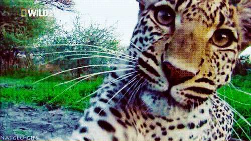 new profile.gif