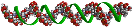 DNA.png
