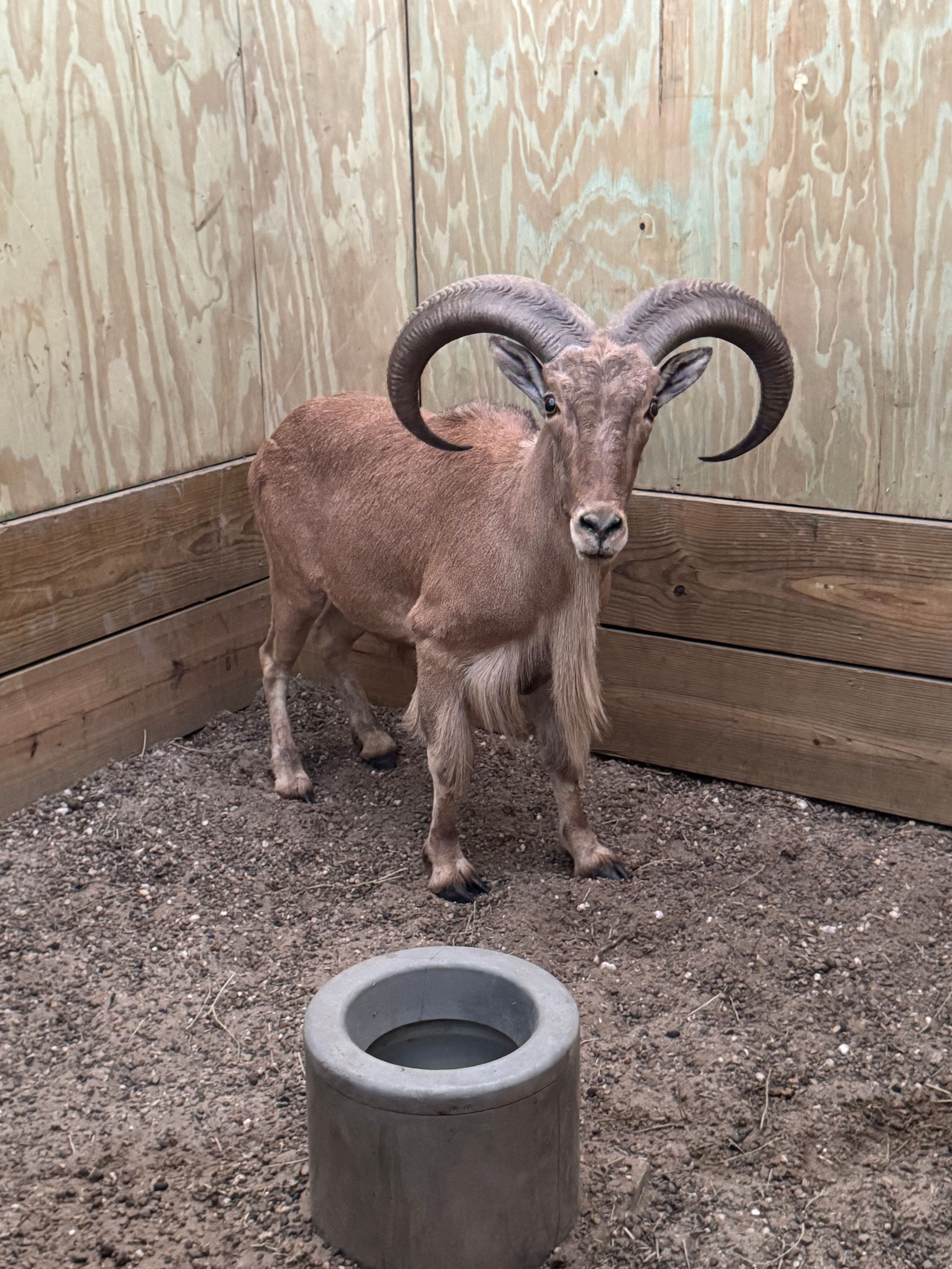 Stall #10 - 1.0 Aoudad Ram - 28"
