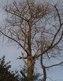 Tree 19 Ginkgo Biloba.jpg