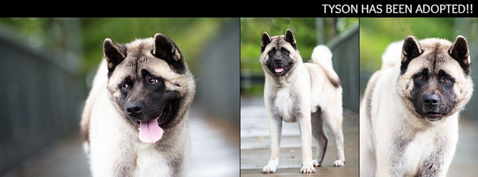 TYSON has found his furrytail ending!