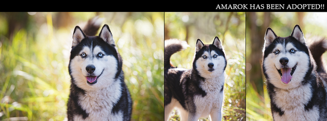 AMAROK (now Amaroq) has found his furrytail ending!